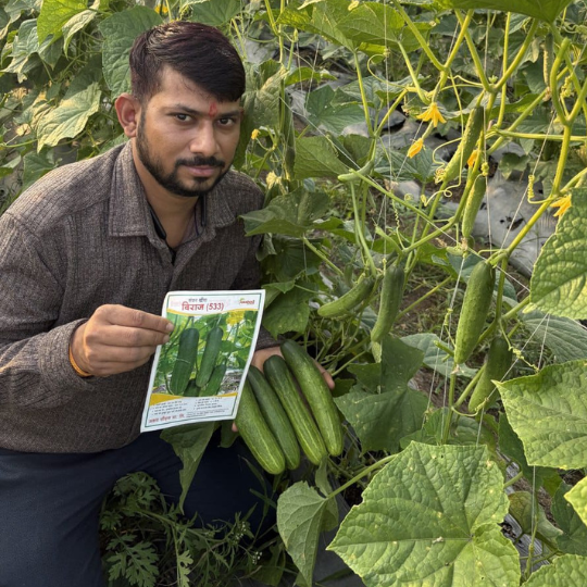 viraj533-cucumber-images-for-website-004