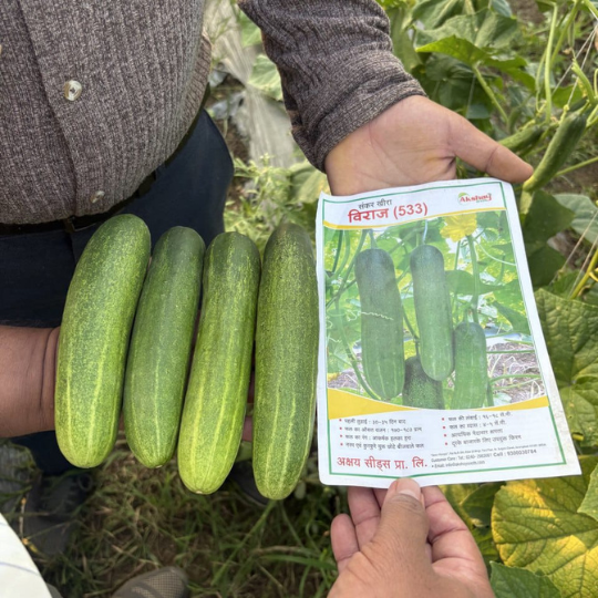 viraj533-cucumber-images-for-website-005