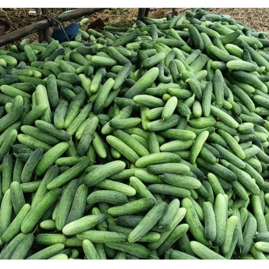 viraj533-cucumber-images-for-website-006