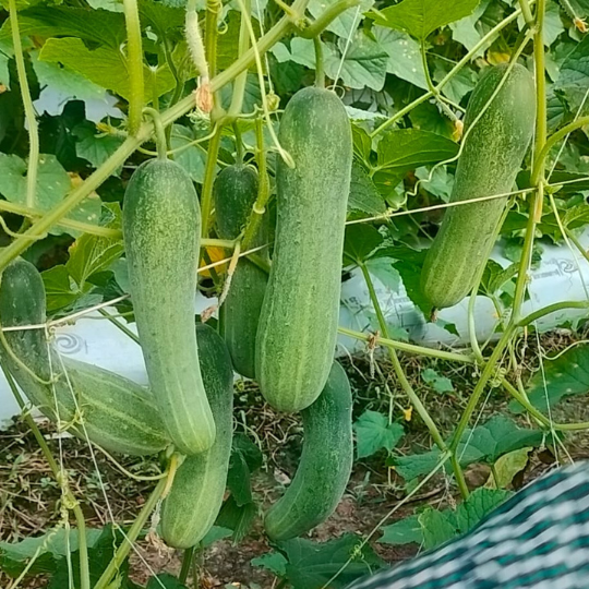 viraj533-cucumber-images-for-website-007