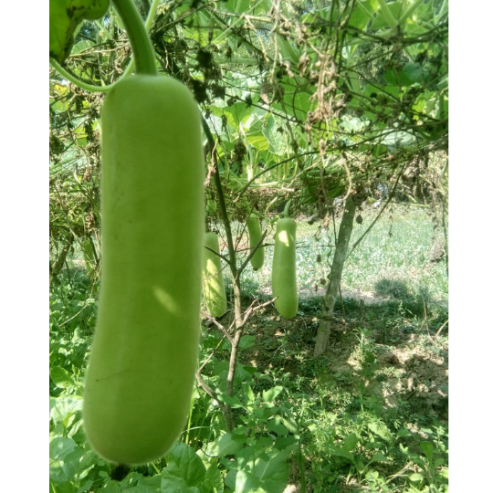 warun-bottle-gourd-image-for-website-003