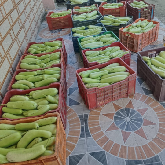 warun-bottle-gourd-image-for-website-004