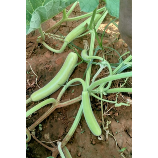 warun-bottle-gourd-image-for-website-006