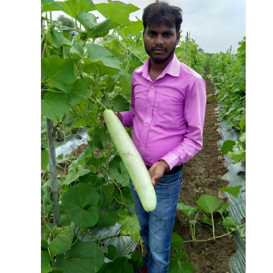 warun-bottle-gourd-image-for-website-008