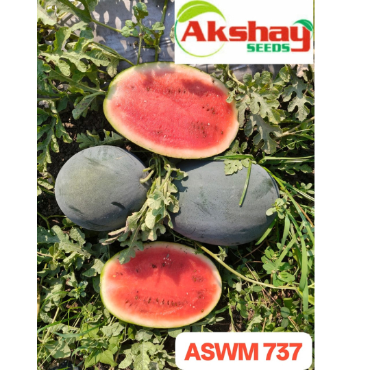 ASWM 737- img 002