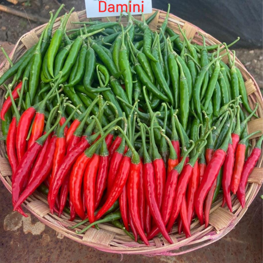 Damini chilli image for website 001