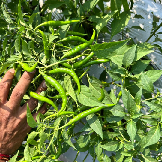 Damini chilli image for website 002