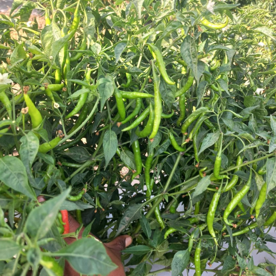 Damini chilli image for website 003