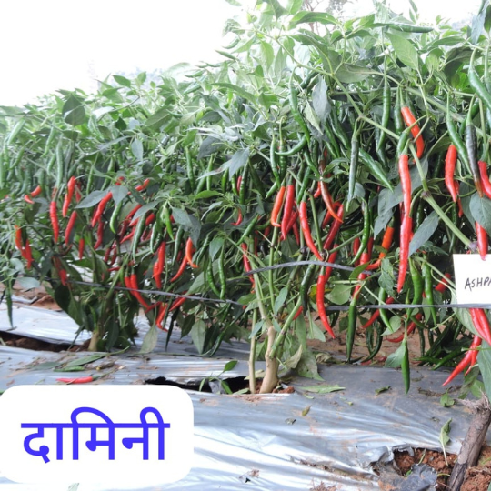 Damini chilli image for website 004