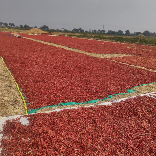 Damini chilli image for website 005