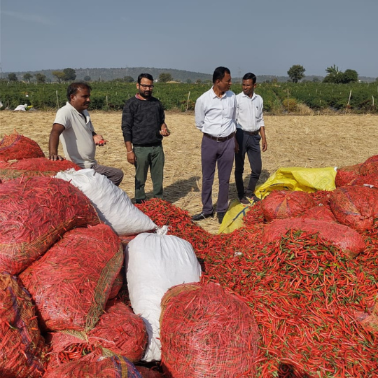 Damini chilli image for website 006