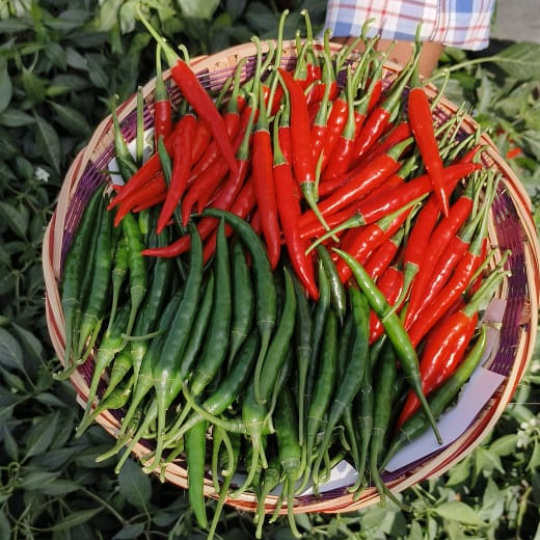 Gayatri chilli image for website 001