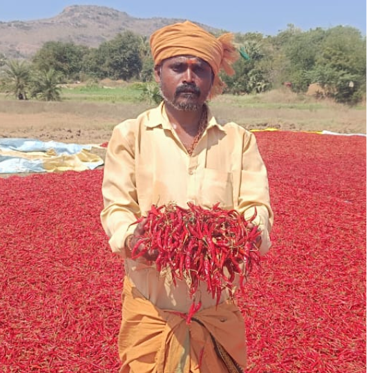 Gayatri chilli image for website 002