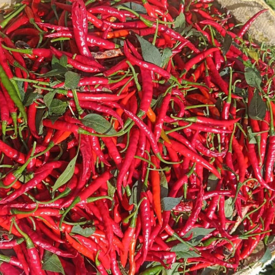 Gayatri chilli image for website 003