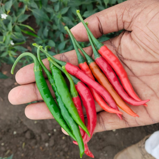 Gayatri chilli image for website 004