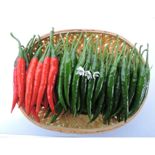 Gayatri chilli image for website 005