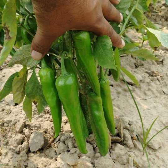 HP 228 chilli for website 001