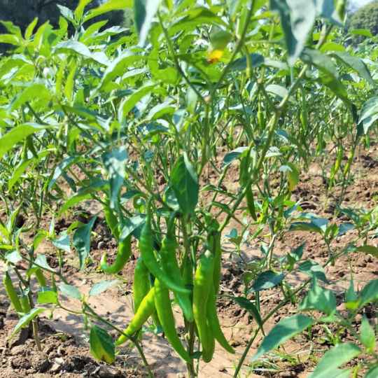 HP 228 chilli for website 004