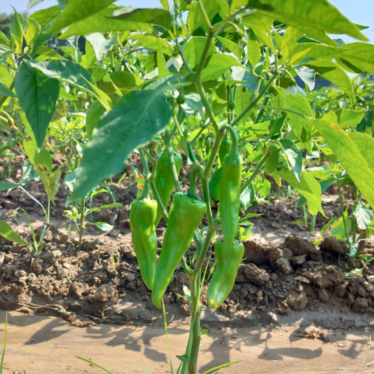 HP 228 chilli for website 005