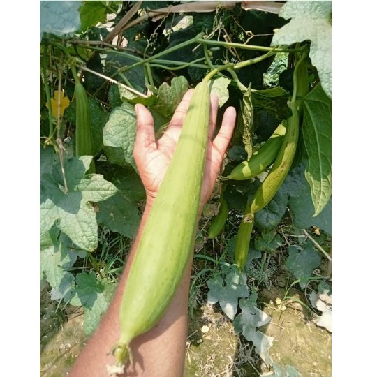 Suhani image 003