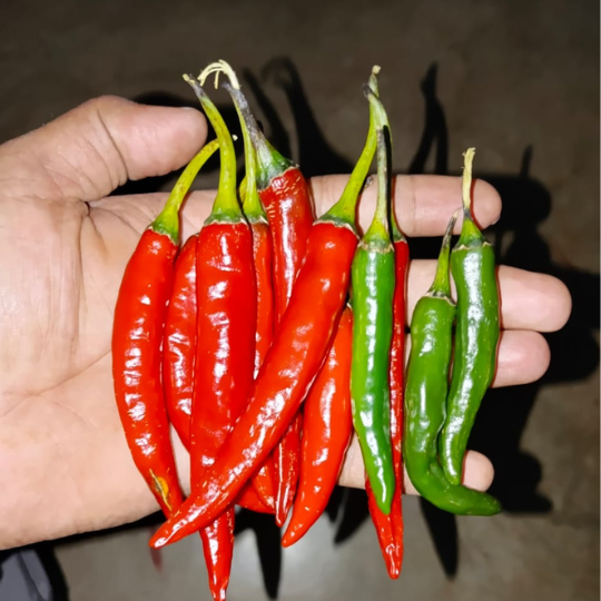 Sunny chilli image for website001