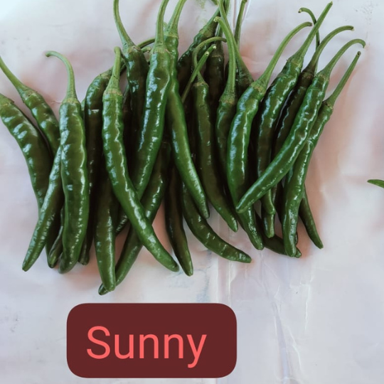 Sunny chilli image for website005