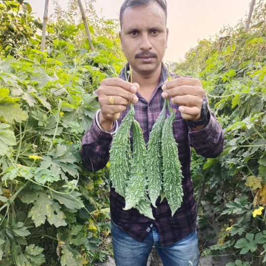 abhijit bitter gourd image001