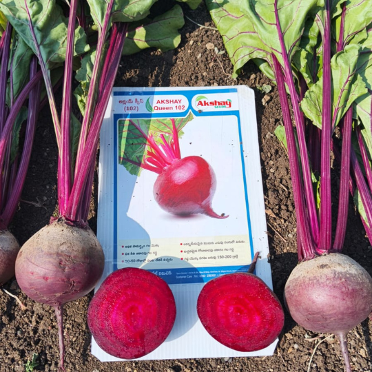 akshay queen beet root 001