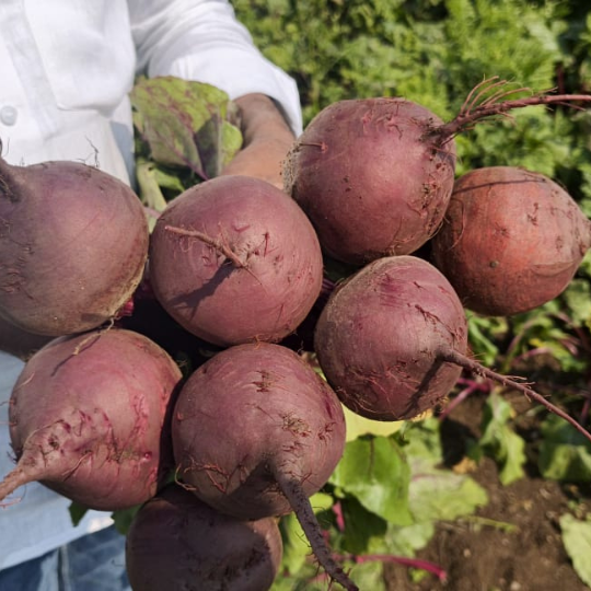 akshay queen beet root 002