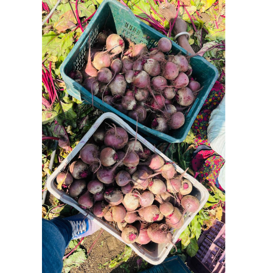 akshay queen beet root 004