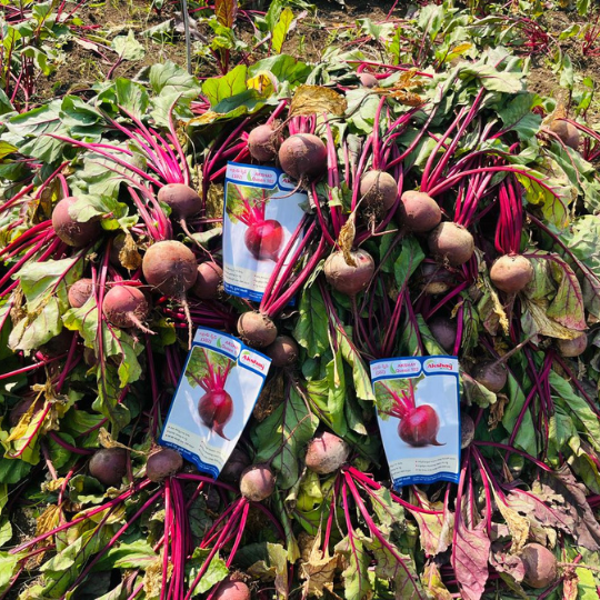 akshay queen beet root 005