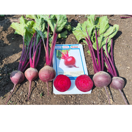 akshay queen beet root 006