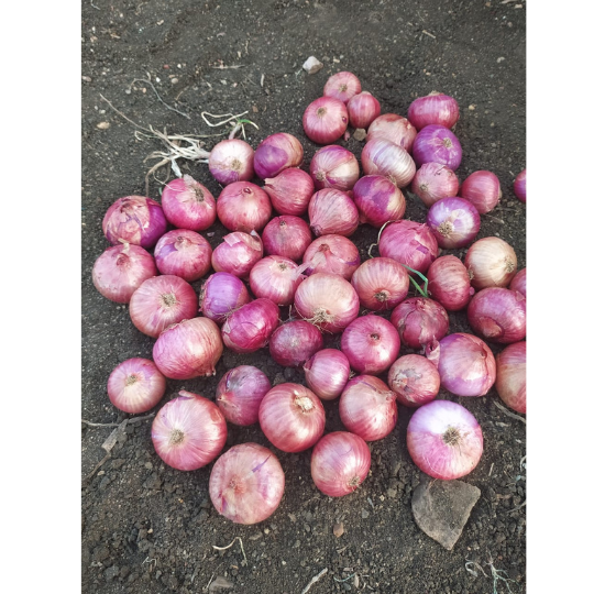 akshay selection onion 001
