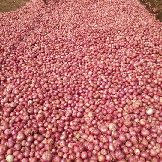 akshay selection onion 002