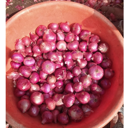 akshay selection onion 003