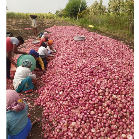 akshay selection onion 004