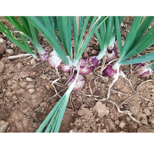 akshay selection onion 005