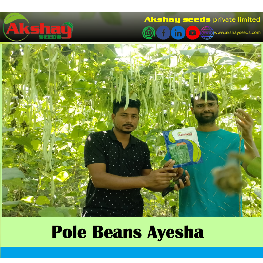 ayesha beans 001