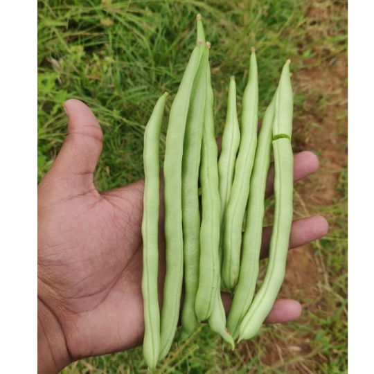 ayesha beans 002
