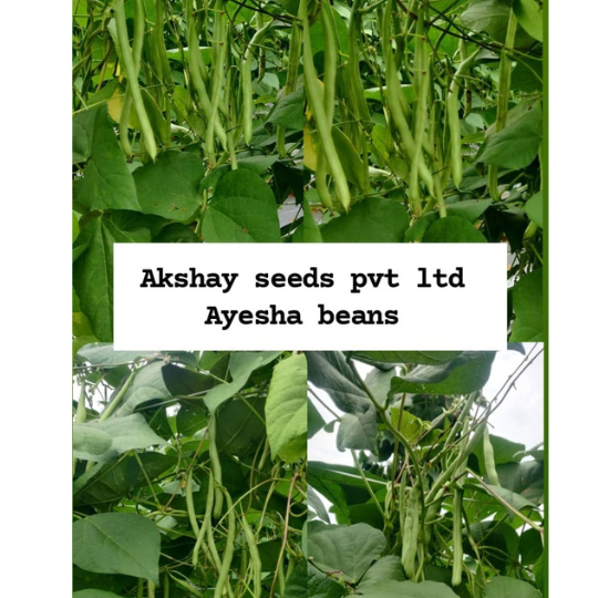 ayesha beans 005