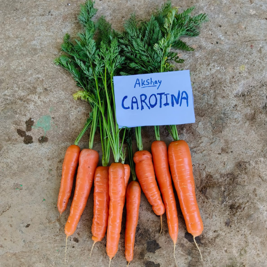 carrotina carrot for website001