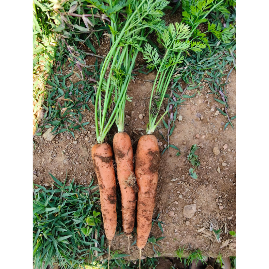 carrotina carrot for website002