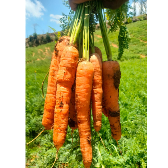 carrotina carrot for website003