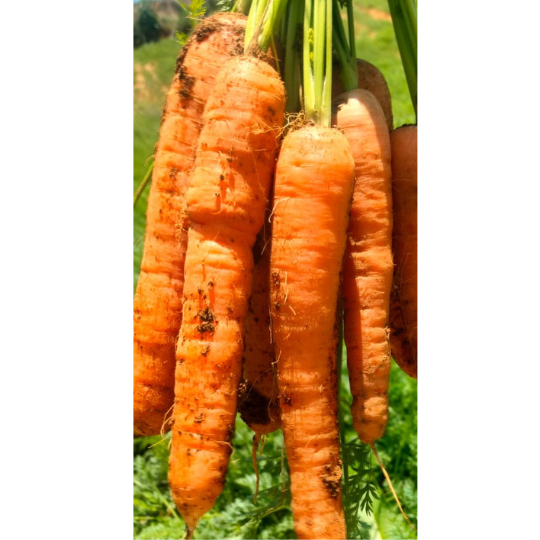 carrotina carrot for website004
