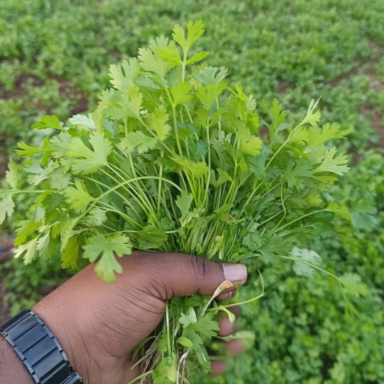 early green 002