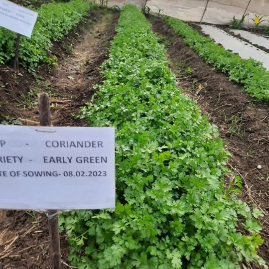 early green 005