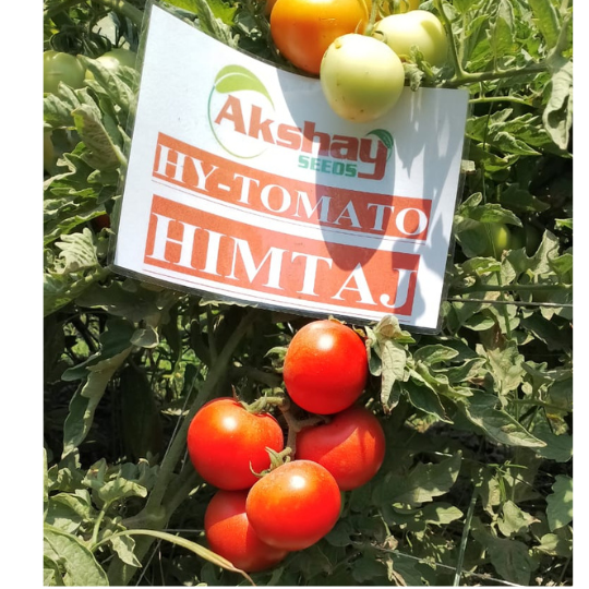 himtaj image for website 003
