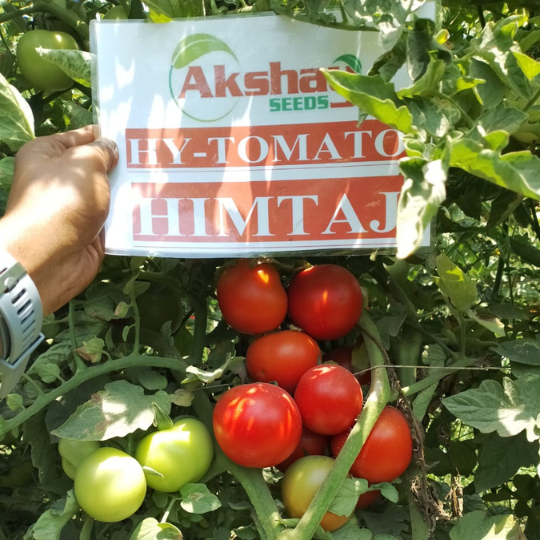 himtaj image for website 004