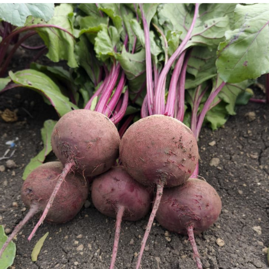 jupiter beetroot image 004