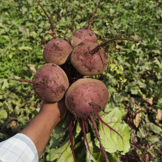 jupiter beetroot image 006